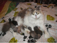 21 ���� �����