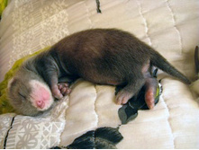 ��ԣ �����, 21 ����