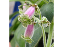 ������� Beltane.jpg