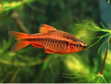 ������ ��������