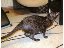 ���� ���.jpg