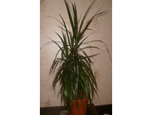 ������� ����������