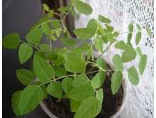 ��������� �������1