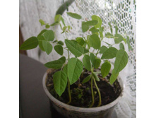 ��������� �������2