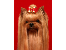 21.04.2009 22:44:37