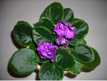 ��������� ��������