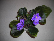 ������� �����