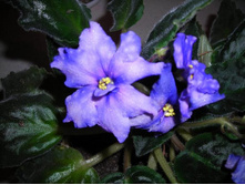  �������� Dancing