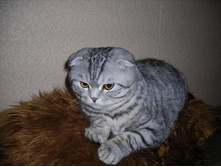 ���� �������