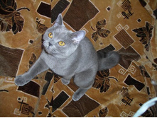 ������ ����������