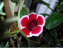 ������ �������