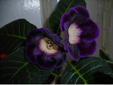 ������ ���������