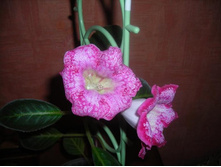 ������� �����