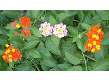 ���� ������ 031.JPG