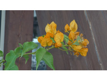 ���� ������ 042.JPG