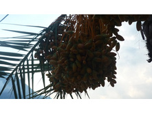 ���� ������ 047.JPG