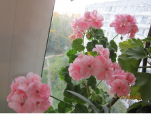 �������� ������� ��������  ����������