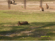 ������� �������