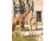 ���������� �������� 