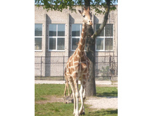 ��, ��������! 