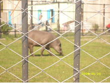 ������� �����