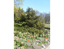 ����� ���� ������