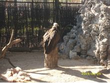 ������, ������ 