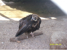 � ��� ��������� 