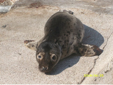 ��ԣ��� ����������� ������