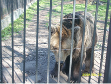 ������� �����