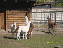 � ������ �� ������ ����-���� � ����-����