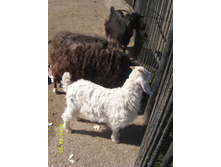 ���� �� ��� ���, ������?! 