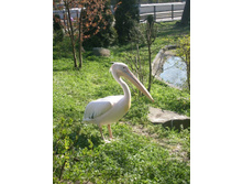 ����� ������� 