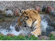 ������ �����