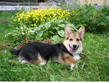 IMG_8681 - �����.JPG