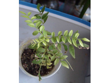 ������ ������1