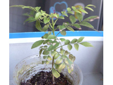 ������ ������2