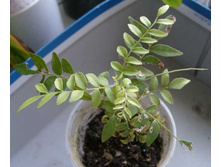 ������ ������3