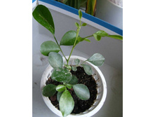 ������ �������1