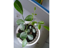 ������ �������3