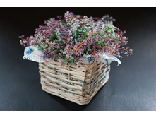 ���������� �����