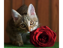 � �������