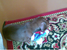 � ������� �������� - �������