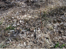 � ����� ��