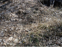 ����� ��