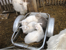 ����������..