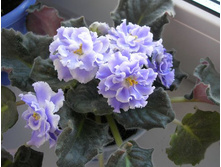 ������� ����� �����.jpeg