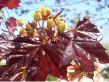 ���� ����������� (������������) �������� �����-���������