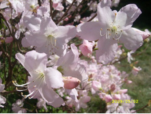 ��-����� ���������