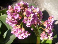 ����� ��������